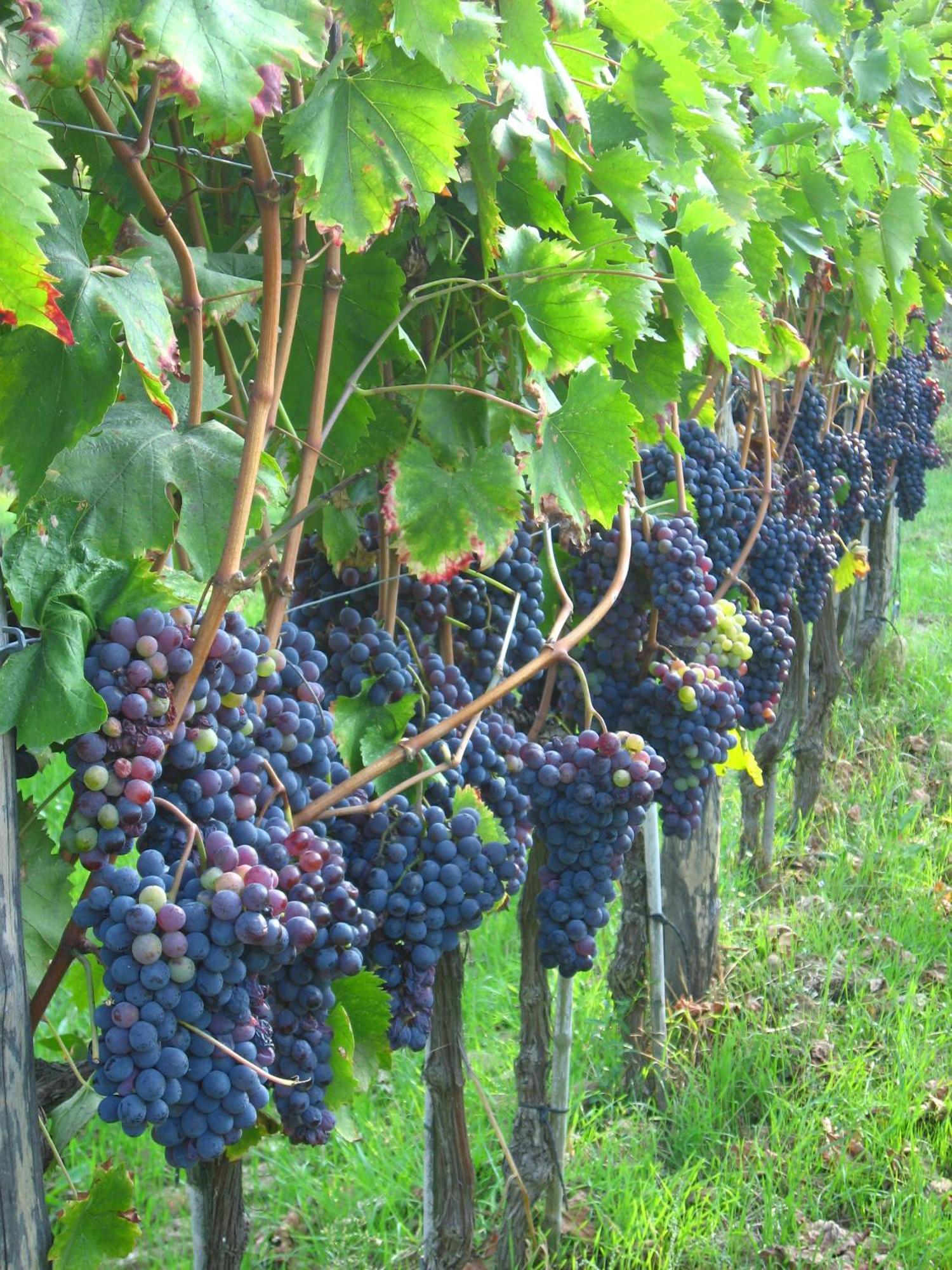 Agriturismo Villani Poderi Nesti & Cupoli Lastra a Signa Exterior foto
